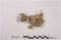 藏品(羊角衣屬)的圖片